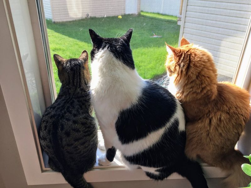 Window Watching Marathon