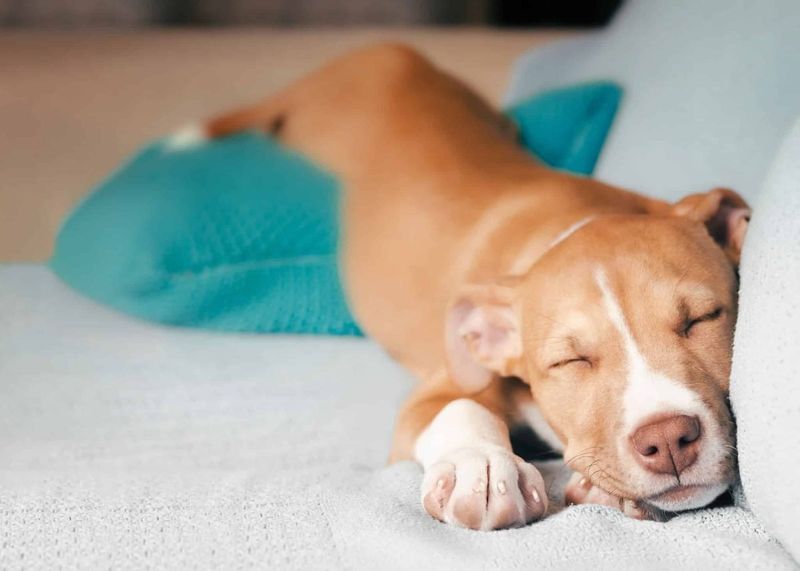 Sudden Change In Sleeping Spots