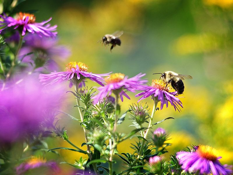 Plant Native Wildflowers