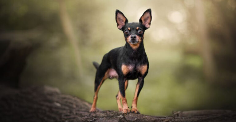16 Small Dog Breeds That Are Less Likely To Get Adopted – And Why