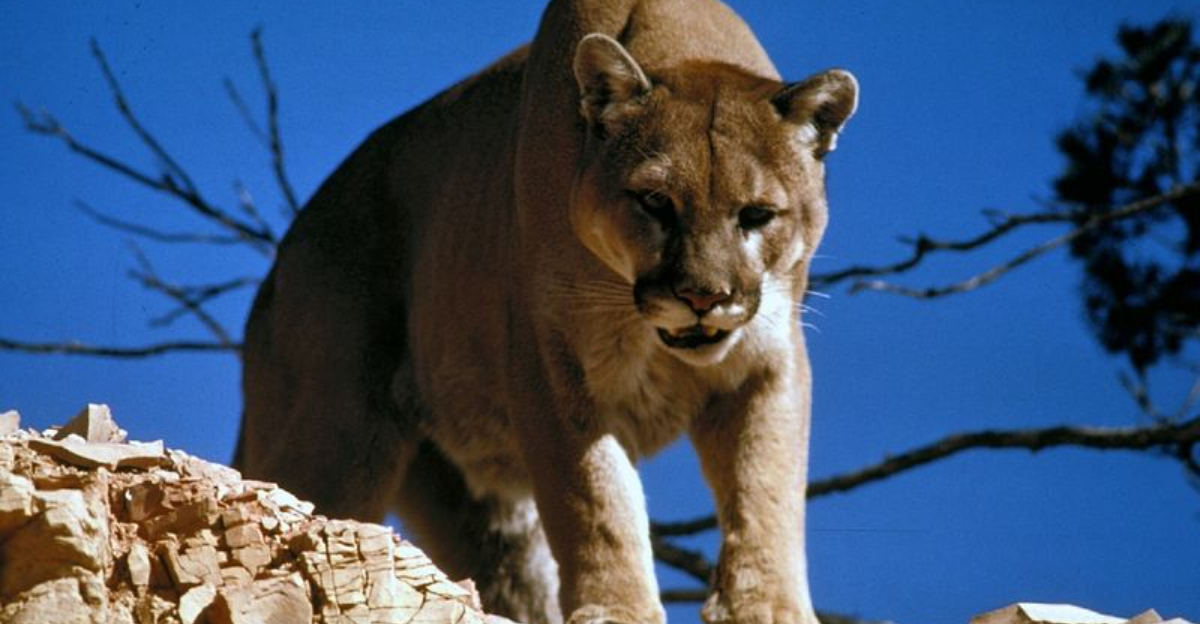 16 Smart Things To Do If A Mountain Lion Appears In Your Yard