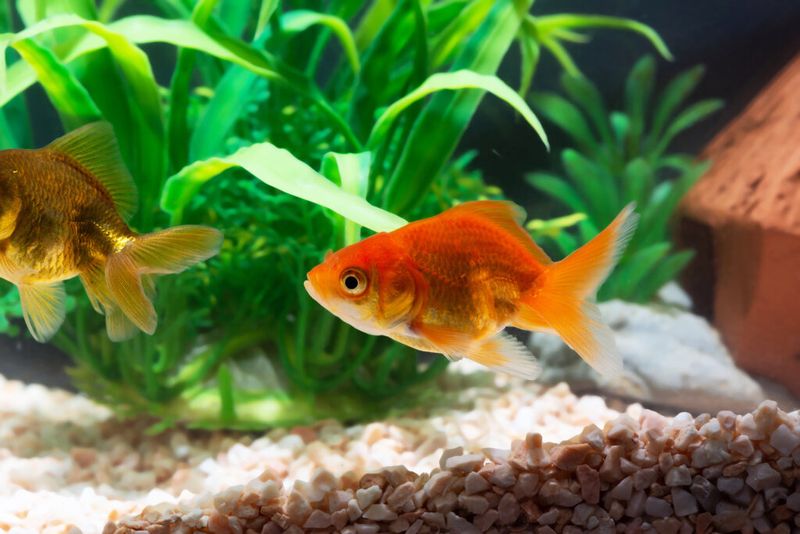 Consider Fish Size And Growth