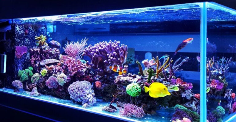 15 Smart Tips For Choosing The Perfect Aquarium Size For Your Fish