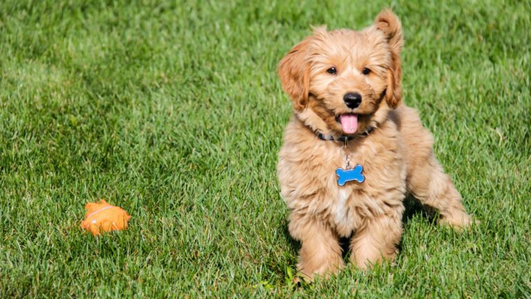 16 Smartest And Cutest Doodle Breeds For Every Type Of Owner