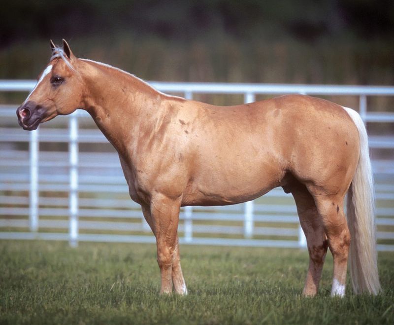 Quarter Horse: The California All-Star