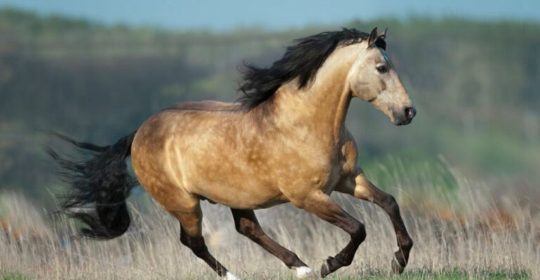 15 Stunning Horse Breeds That Thrive On California Ranches