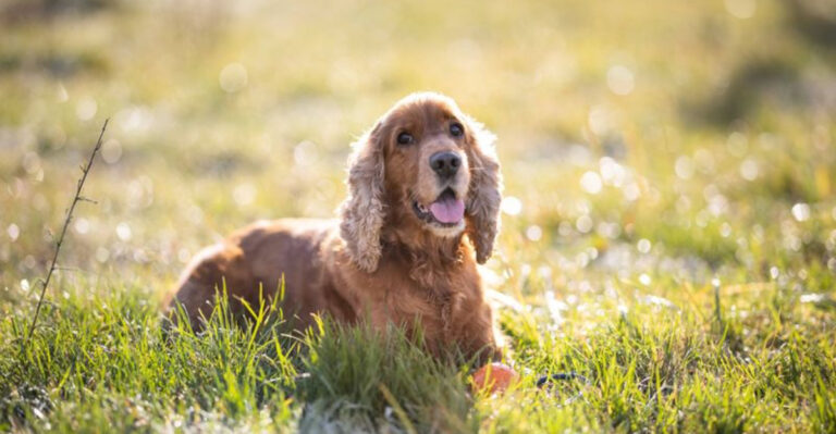 16 Sweetest Dog Breeds That Are Pure Love And Friendly To Everyone