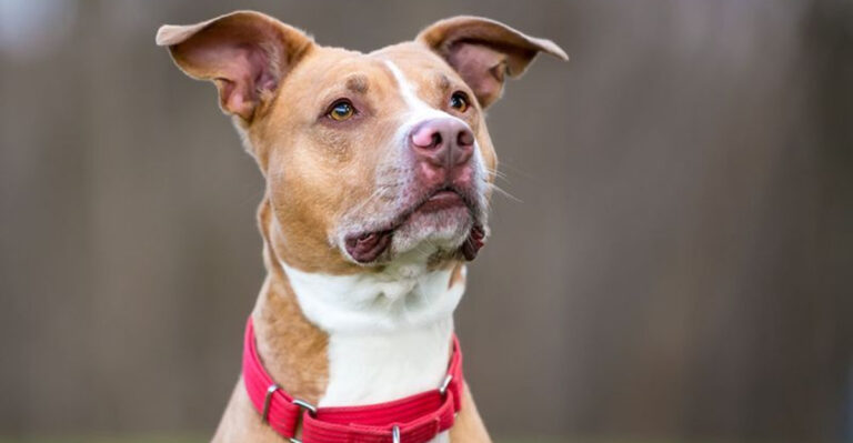 16 Things Everyone Gets Wrong About The American Pitbull