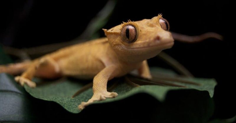 Geckos Love Nightlife