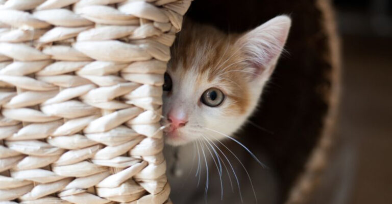 16 Things That Might Upset Your New Kitten (And What To Do Instead)