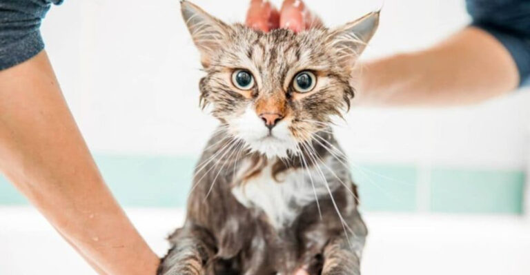 16 Tips To Keep Your Cat Calm During Their First Bath