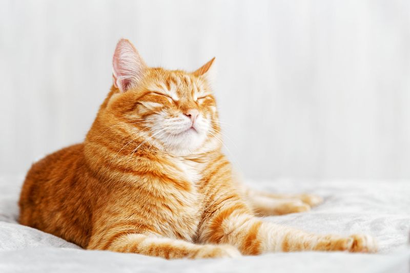 Slow Blinks: The Kitty Kiss