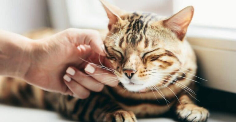 16 Unique Ways Cats Express Their Friendship