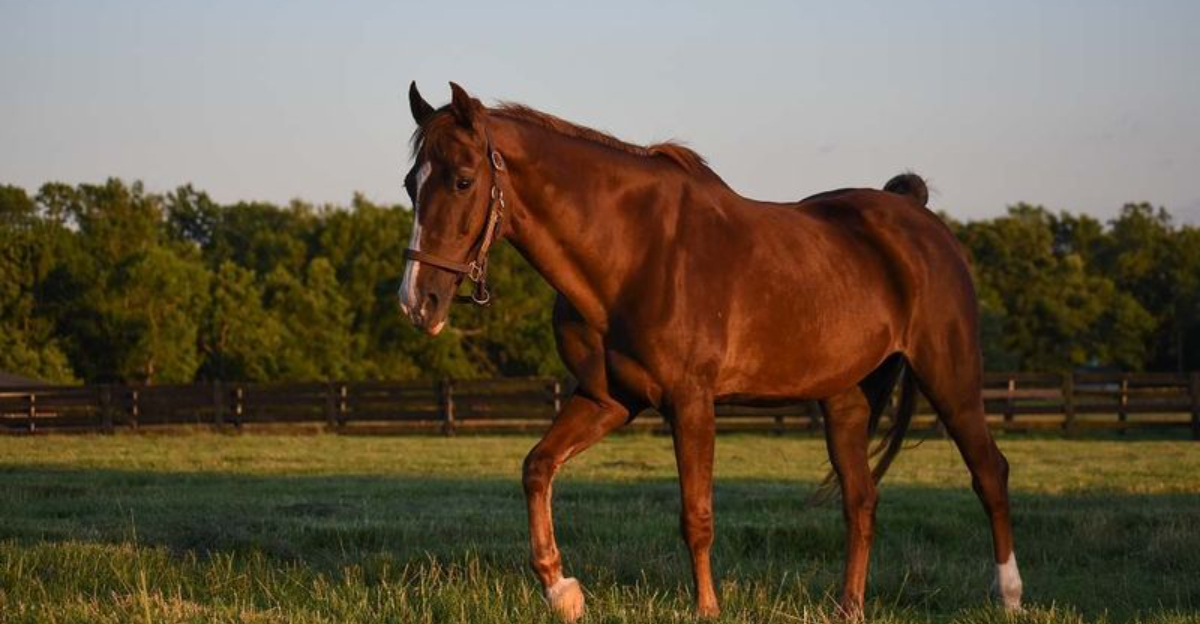 16 Ways The American Saddlebred Stands Out As A National Treasure