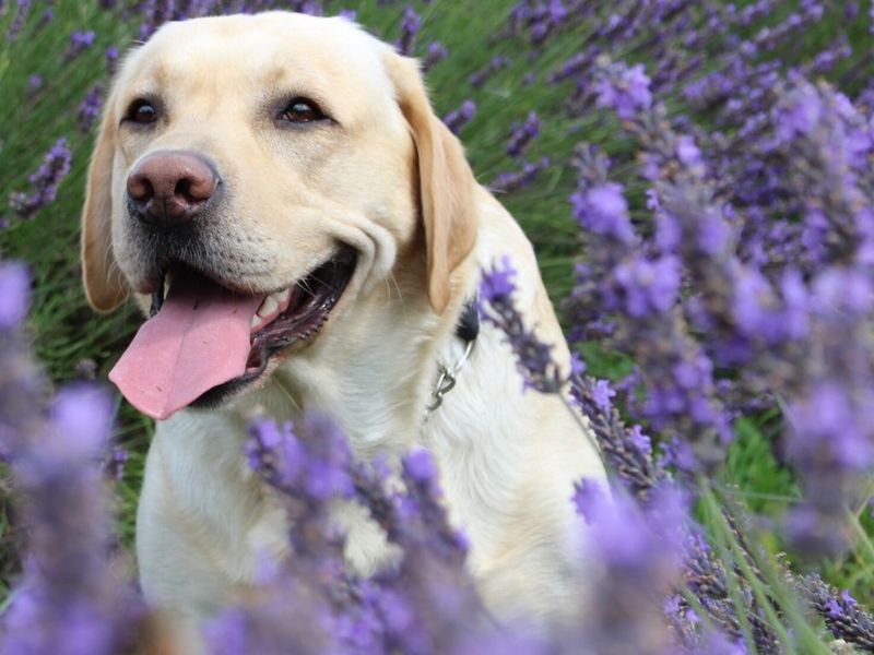 Lavender Aromatherapy