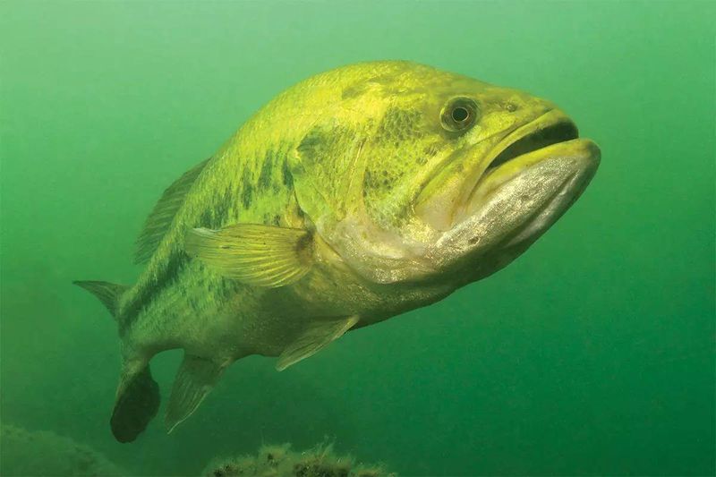 Bass Have Built-In Sunglasses