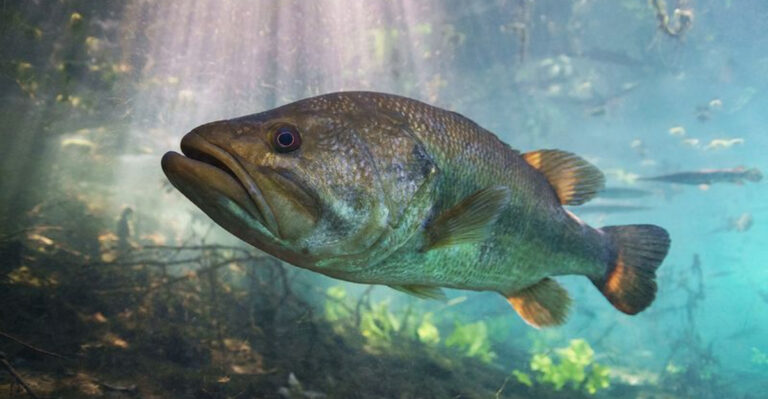 16 Weird Facts About Largemouth Bass And Their Hideaways