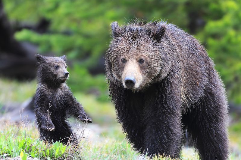 Grizzly Bears Of Yellowstone