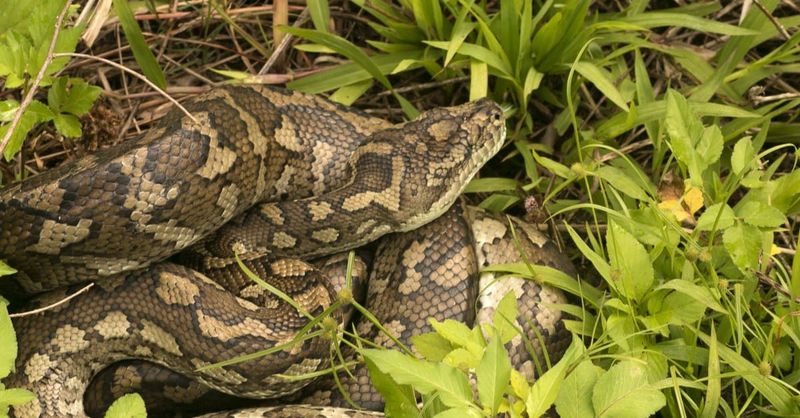 Carpet Python