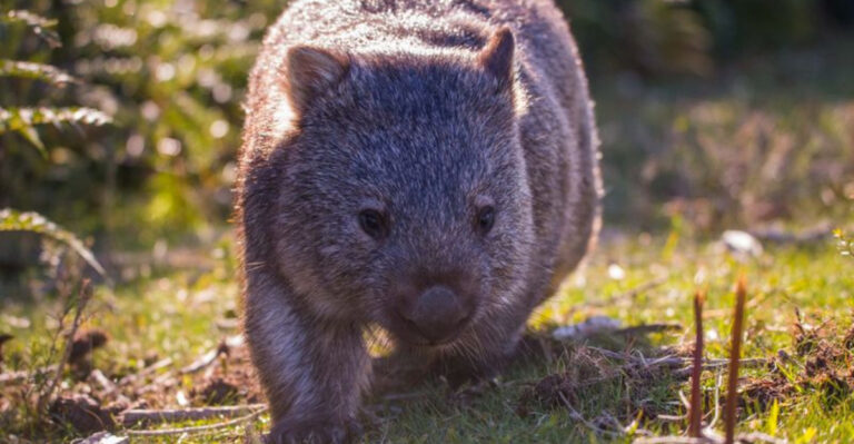 16 Wild Animals That Share A Habitat With Koalas For National Wild Koala Day
