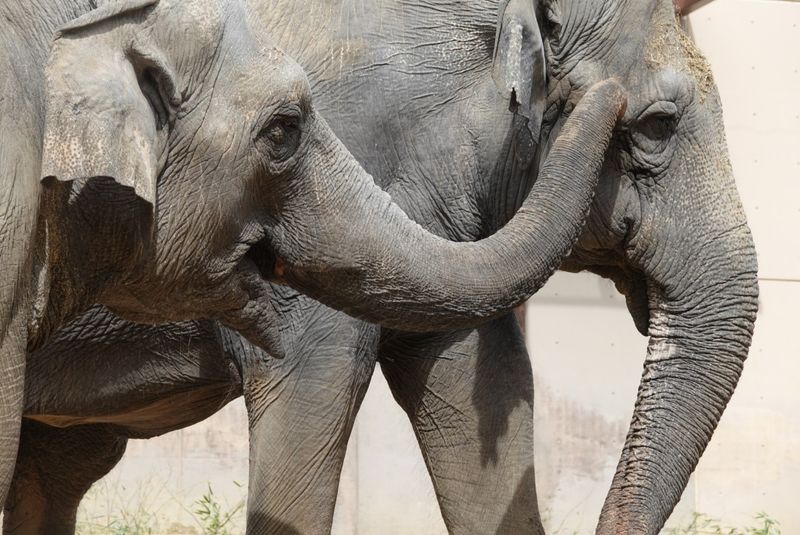 Elephants