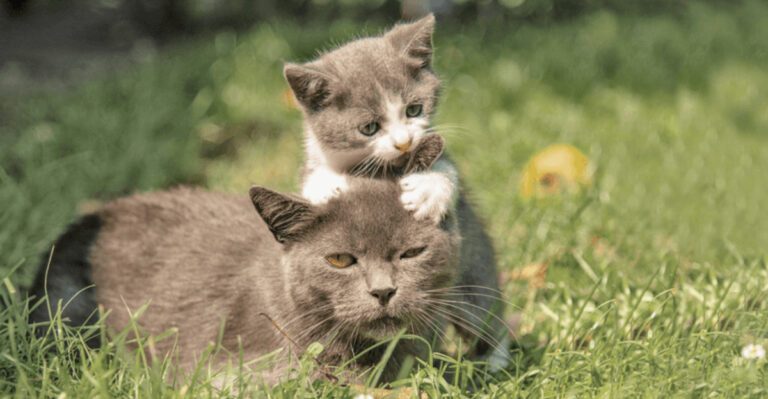 16 Clear Indicators That Your Kitten Is Ready To Leave Its Mother
