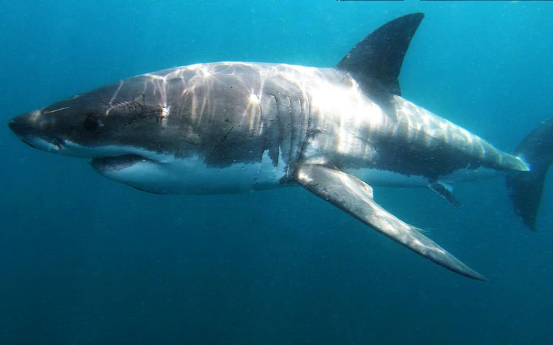 The Marathon Swimmers Of The Deep