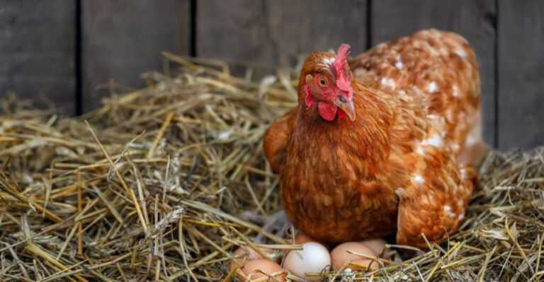 17 Beginner-Friendly Chickens That Lay Plenty of Eggs (Plus Key Facts About Each)