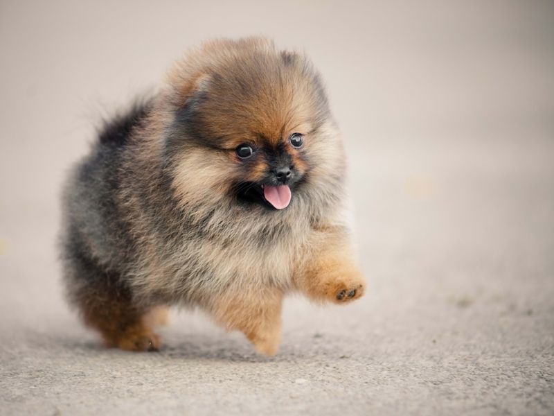 Pomeranian Fluffballs
