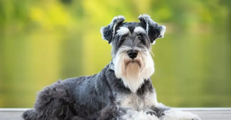 17 Best Small Dogs: Ranking Them From Cutest To Most Intelligent