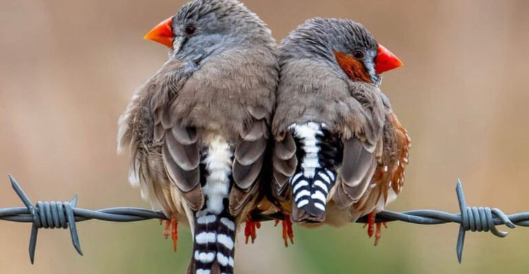 17 Bird Species Veterinarians Advise Against Buying