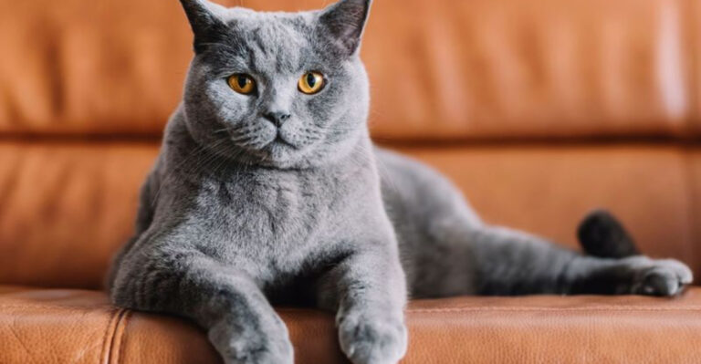 17 Cat Breeds That Suit Introverted Lifestyles