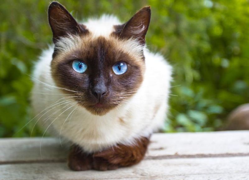 Siamese