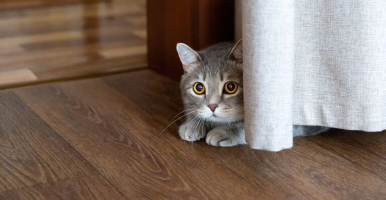 17 Clear Signs Your Cat Feels Unsafe At Home