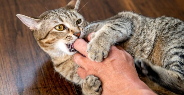17 Common Owner Mistakes That Trigger Aggressive Cat Behavior