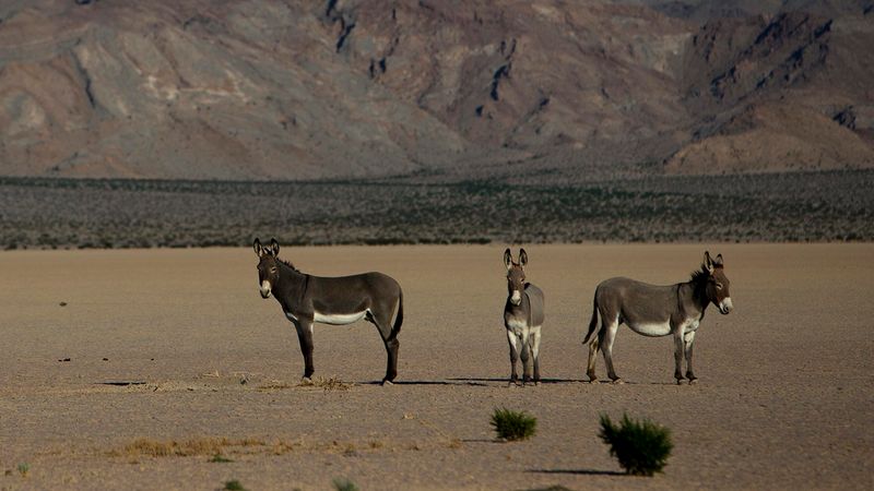 Desert Survivors Extraordinaire