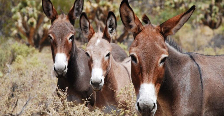 17 Crucial Facts About Wild Donkey Populations And Their Fight For Survival