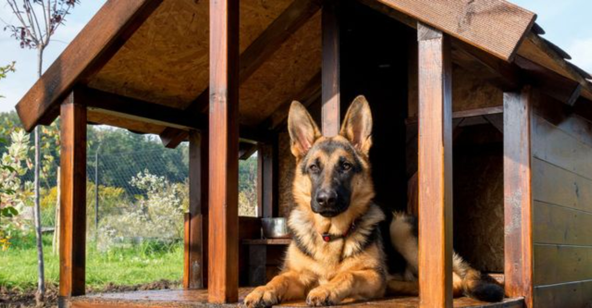 17 Dog Breeds That Can Live Happily Outdoors Year-Round