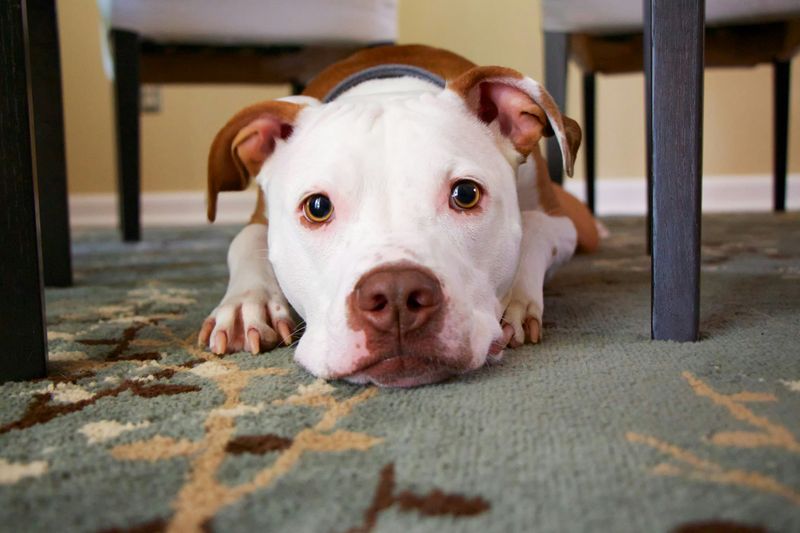 Pit Bull