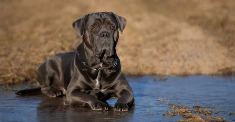 17 Dog Breeds That Don’t Deserve The Bad Rap They Get