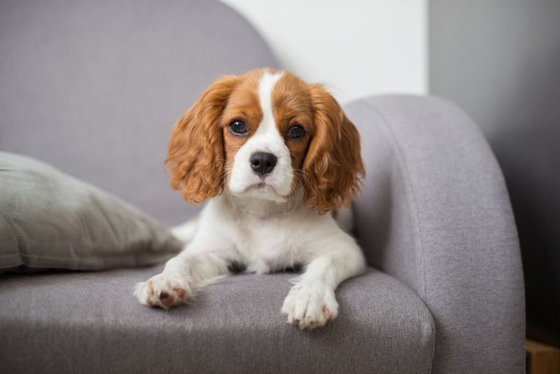 Cavalier King Charles Spaniel