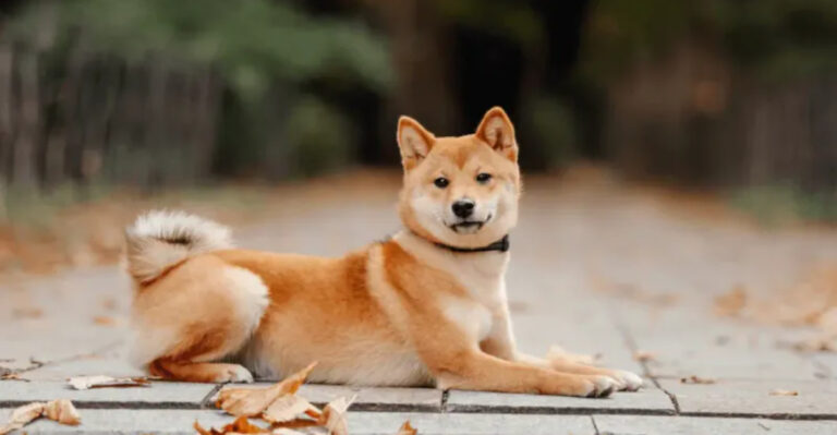 17 Dog Breeds That Truly Know How To Behave