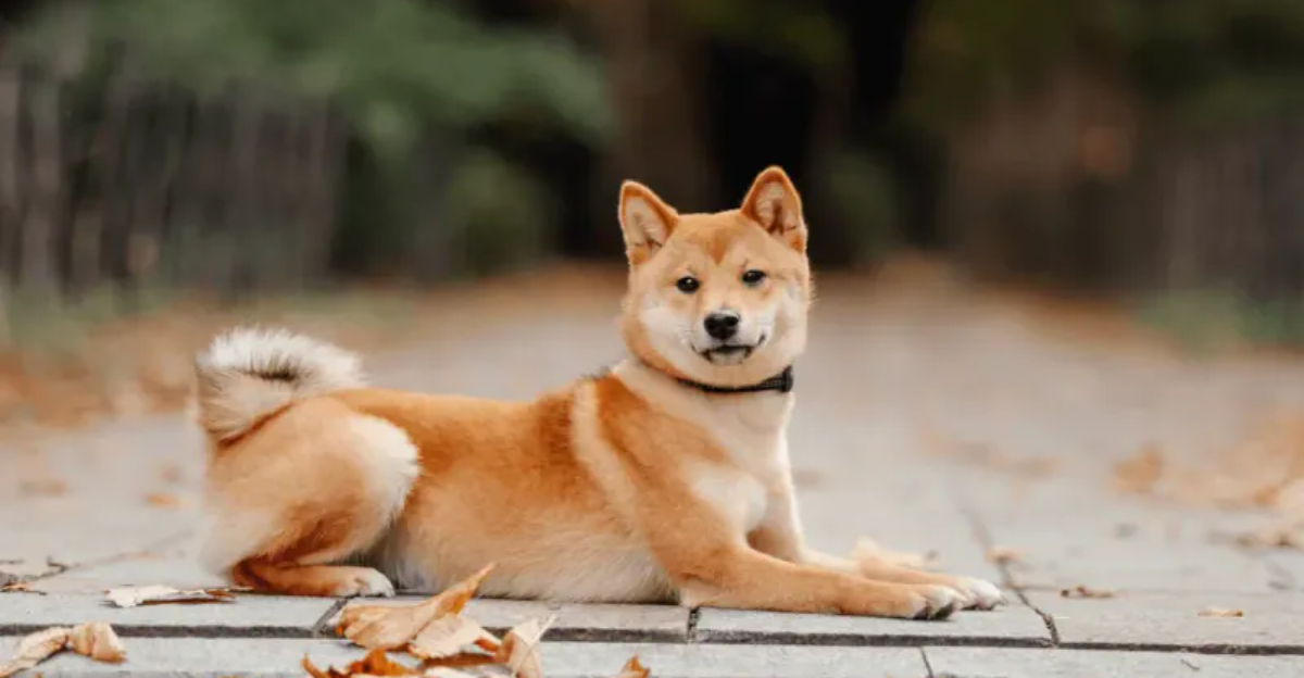 17 Dog Breeds That Truly Know How To Behave