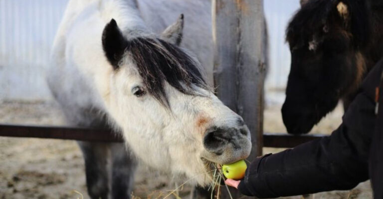 17 Easy Ways To Keep Your Horse Happy And Mentally Stimulated