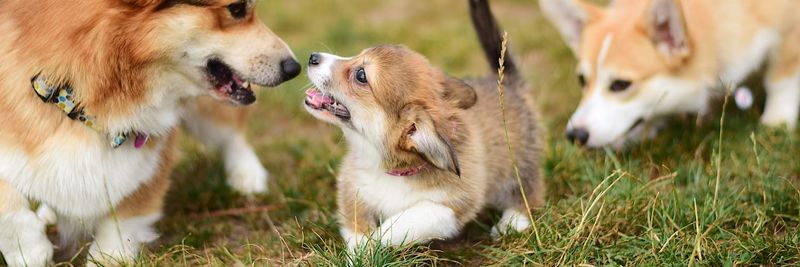Puppy Kindergarten Classes