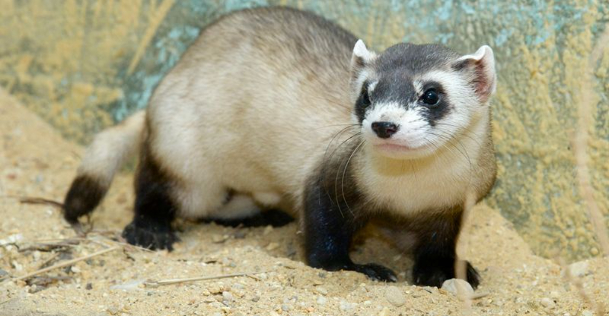 17 Endangered Mammals On The Brink Of Extinction