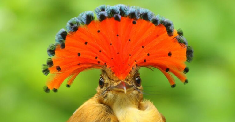 17 Exotic Birds Too Unusual To Blend In (And All The More Striking For It)
