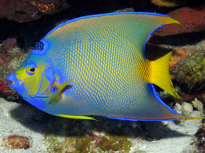 Queen Angelfish