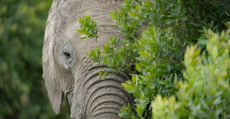 17 Facts You Didn’t Know About Elephants