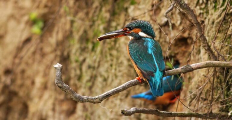 17 Fascinating Birds That Build Their Nests Underground